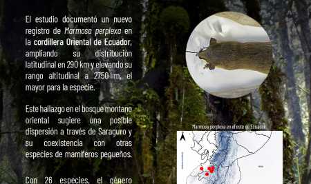 Investigación amplía la distribución de la zarigüeya lanuda en Ecuador