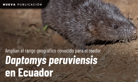 Investigación amplían el rango geográfico conocido para el roedor  Daptomys peruviensis en Ecuador