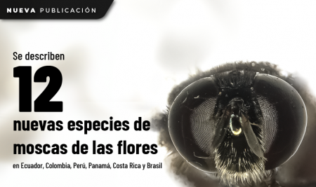 Se describen 12 nuevas especies de moscas de las flores en Ecuador, Colombia, Perú, Panamá, Costa Rica y Brasil