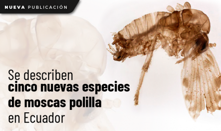 Se describen cinco nuevas especies de moscas polilla en Ecuador