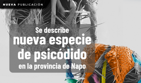 Se describe nueva especie de psicódido en la provincia de Napo