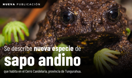 Se describe nueva especie de sapo andino que habita en el Cerro Candelaria, provincia de Tungurahua