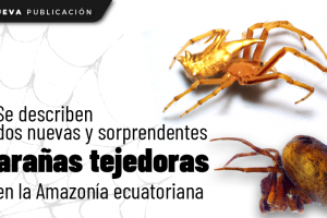 WEB
