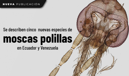 Se describen cinco nuevas especies de moscas polillas en Ecuador y Venezuela