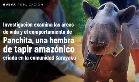 Investigación examina las áreas de vida y el comportamiento de Panchita, una hembra de tapir amazónico criada en la comunidad Sarayaku
