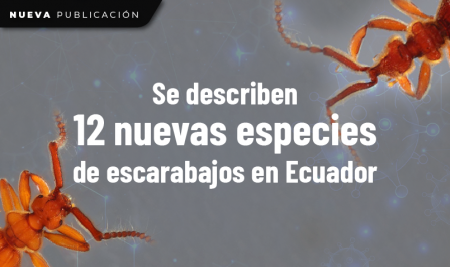 Se describen 12 nuevas especies de escarabajos en Ecuador