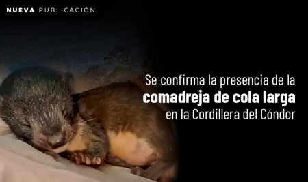 Se confirma la presencia de la comadreja de cola larga en la Cordillera del Cóndor