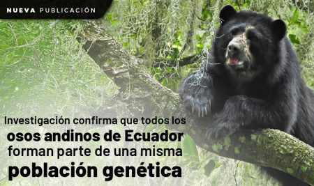 Investigación confirma que todos los osos andinos de Ecuador forman parte de una misma población genética