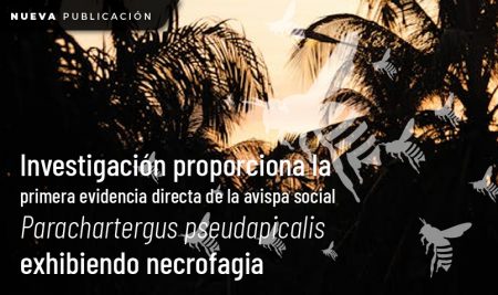 Investigación proporciona la primera evidencia directa de la avispa social Parachartergus pseudapicalis exhibiendo necrofagia
