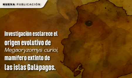 Investigación esclarece el origen evolutivo de Megaoryzomys curioi, mamífero extinto de las islas Galápagos