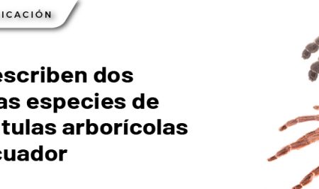 Se describen dos nuevas especies de tarántulas arborícolas en Ecuador