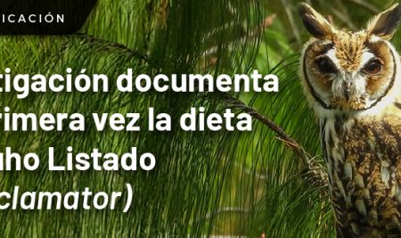 Investigación documenta por primera vez la dieta del Búho Listado (Asio clamator)