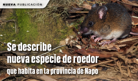 Se describe nueva especie de roedor que habita en la provincia de Napo