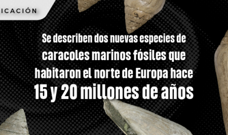 Se describen dos nuevas especies de caracoles marinos fósiles que habitaron el norte de Europa hace 15 y 20 millones de años