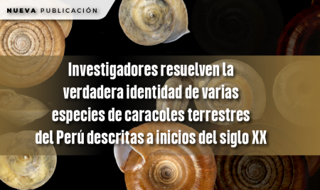 Investigadores resuelven la verdadera identidad de varias especies de caracoles terrestres del Perú descritas a inicios del siglo XX