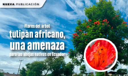 Flores del árbol tulipán africano, una amenaza para las abejas nativas en Ecuador