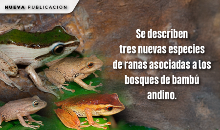 Se describen tres nuevas especies de ranas asociadas a los bosques de bambú andino