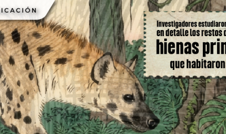 Investigadores estudiaron e identificaron en detalle los restos de las últimas hienas primitivas que habitaron Europa