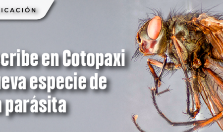 Se describe en Cotopaxi una nueva especie de mosca parásita