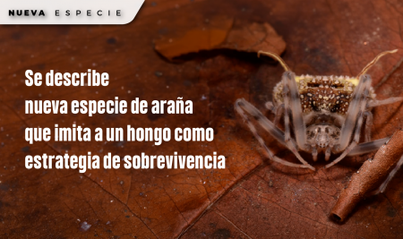 Se describe nueva especie de araña que imita a un hongo como estrategia de sobrevivencia