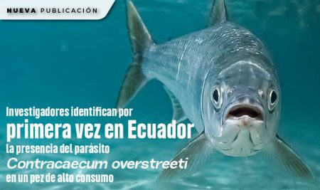 Investigadores identifican por primera vez en Ecuador la presencia del parásito Contracaecum overstreeti en un pez de alto consumo
