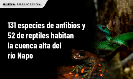 131 especies de anfibios y 52 de reptiles habitan la cuenca alta del río Napo