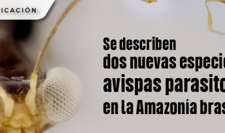 Se describen dos nuevas especies de avispas parasitoides en la Amazonía brasileña