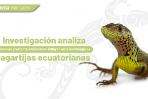 lagartijas ecuatorianas