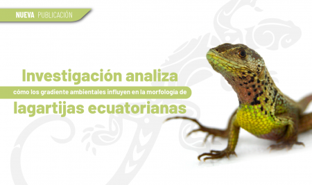 Análisis demuestra como las gradientes ambientales influyen en la morfología de las lagartijas ecuatorianas