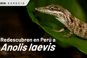 Anolis leavis