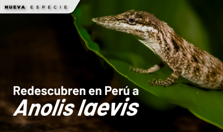 Investigadores redescubren en Perú a Anolis laevis, una enigmática especie de lagartija sudamericana que no había sido observada desde 1876