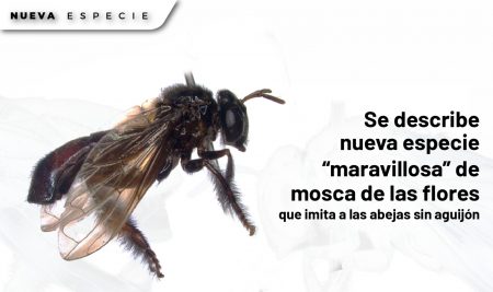 Se describe nueva especie “maravillosa” de mosca de las flores que imita a las abejas sin aguijón