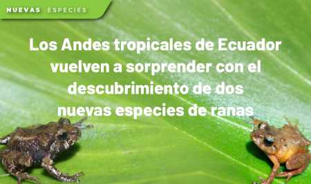 Los Andes tropicales de Ecuador vuelven a sorprender con el descubrimiento de dos nuevas especies de ranas