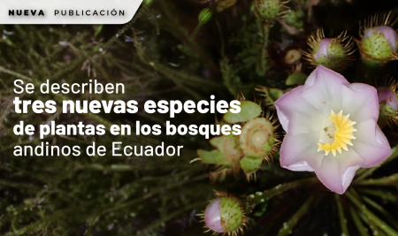 Se describen tres nuevas especies de plantas en los bosques andinos de Ecuador
