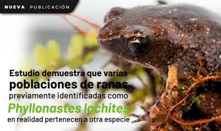 Estudio demuestra que varias poblaciones de ranas previamente identificadas como Phyllonastes lochites en realidad pertenecen a otra especie