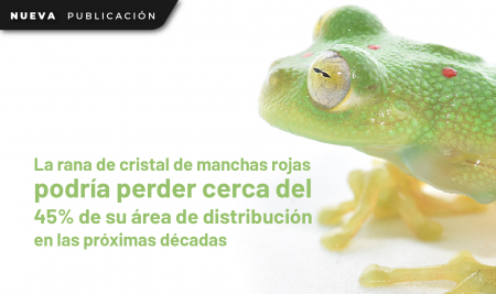 La rana de cristal de manchas rojas podría perder cerca del 45% de su área de distribución en las próximas décadas