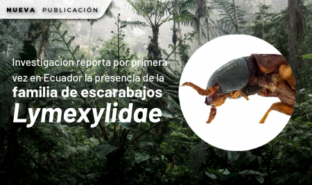 Investigación reporta por primera vez en Ecuador la presencia de la familia de escarabajos Lymexylidae