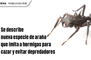 WEB 1