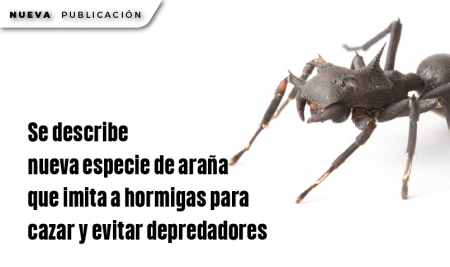 Se describe nueva especie de araña que imita a hormigas para cazar y evitar depredadores