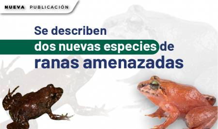 Estudio documenta diversidad del género Xylaria y registra por primera vez a Xylaria aenea en Ecuador