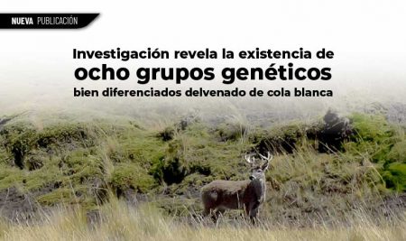 Investigación revela la existencia de ocho grupos genéticos bien diferenciados del venado de cola blanca