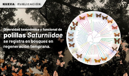 La mayor diversidad taxonómica y funcional de polillas Saturniidae se registra en bosques en regeneración temprana