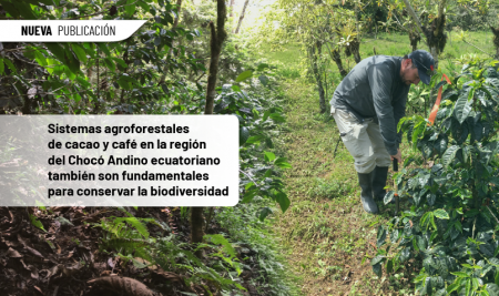 Sistemas agroforestales de cacao y café en la región del Chocó Andino ecuatoriano también son fundamentales para conservar la biodiversidad