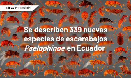 Se describen 339 nuevas especies de escarabajos Pselaphinae en Ecuador