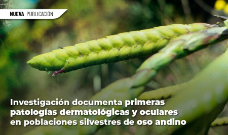 Dos nuevas especies de bromelias fueron descritas en Cañar y Azuay