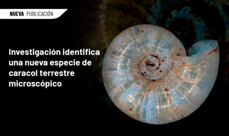 Investigación identifica una nueva especie de caracol terrestre microscópico