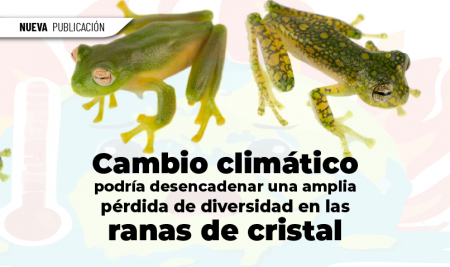 Cambio climático podría desencadenar una amplia pérdida de diversidad en las ranas de cristal