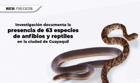 Investigación documenta la presencia de 63 especies de anfibios y reptiles en la ciudad de Guayaquil