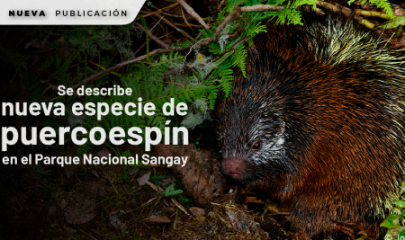 Se describe nueva especie de puercoespín en el Parque Nacional Sangay