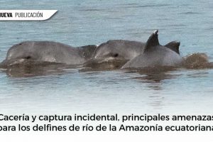 WEB 1